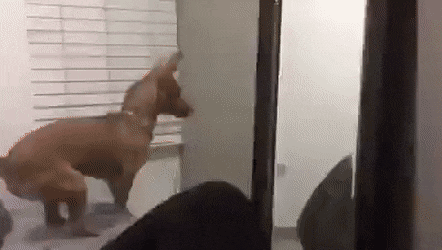 搞笑GIF：动物的迷惑行为动图大全