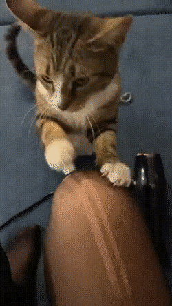 搞笑GIF：动物的迷惑行为动图大全