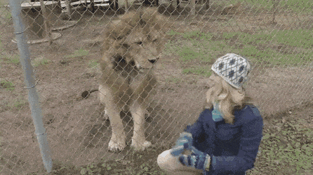 吵笑GIF：动物的迷惑行为动图大全