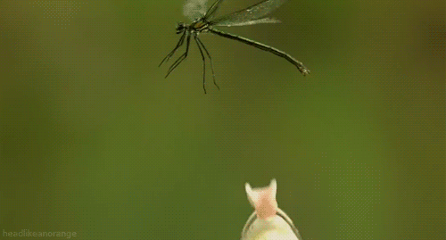 搞笑GIF：动物的迷惑行为动图大全