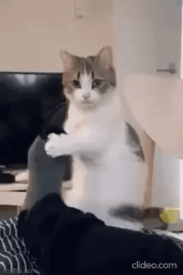 搞笑GIF：动物的迷惑行为动图大全