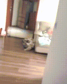 爆笑的GIF动图：你们女生过分了，欺负男生和狗！