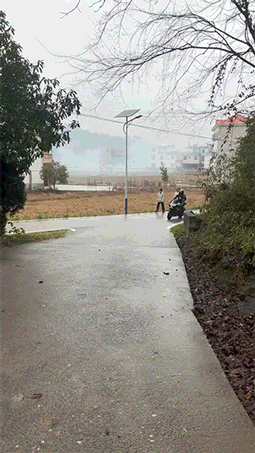 爆笑的动图：论断头舞，我敢说你还不如一只鸡