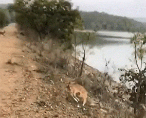 很火的GIF：野鹿的弹跳力有多强