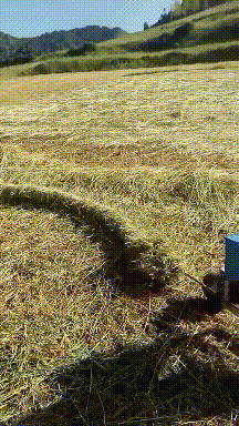 很火的GIF：野鹿的弹跳力有多强
