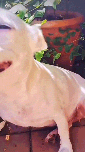 好笑的GIF：气质这块，拿捏的很到位