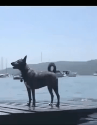 好笑的GIF：气质这块，拿捏的很到位