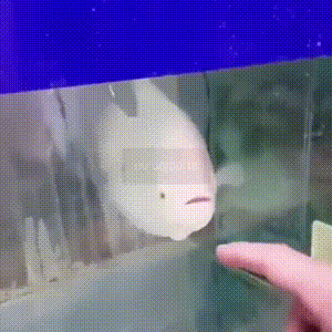 搞笑GIF动图：指一下鱼，就被鱼骂了一顿！