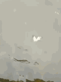 爆笑GIF：鸡哥，指定有故事