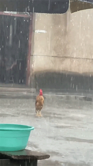 爆笑GIF：鸡哥，指定有故事