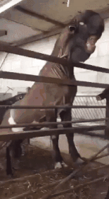 爆笑GIF：鸡哥，指定有故事