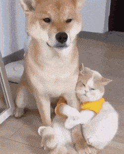 精彩GIF：哪个男人能抵挡这种心动？