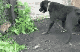 笑晕的GIF：没有做不到，只有想不到的。。。
