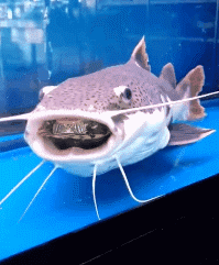 笑晕的GIF：没有做不到，只有想不到的。。。