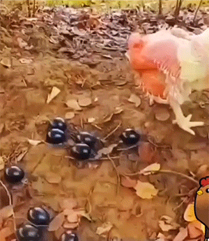 有趣动图：飞机降维打击大卡车