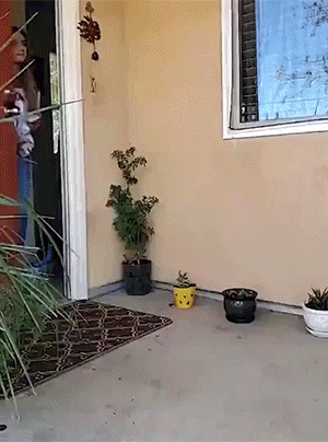 爆笑GIF动图：当邻居吵架时，他的邻居是这样的！