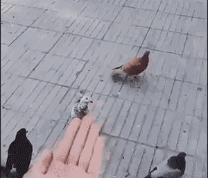 好笑的GIF：这一定是特别的缘分！