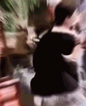 网红秋千失误悲剧GIF动图大盘点！
