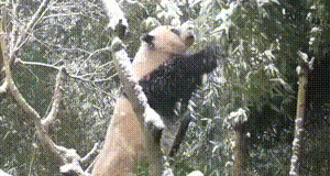 这就是开苞！？