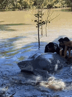 有趣GIF：女主人看监控，啥感觉啊？