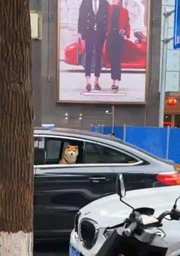 终极社死GIF