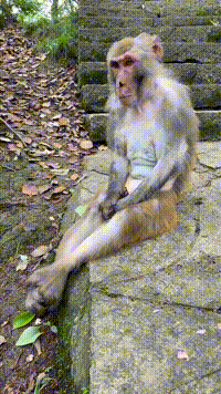 终极社死GIF