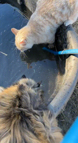 终极社死GIF
