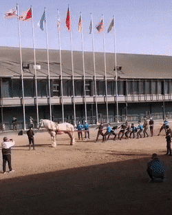 搞笑GIF：这狗子是怎么活下来的？