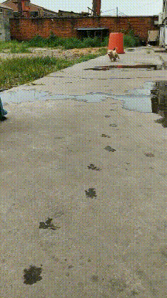 搞笑GIF：这狗子是怎么活下来的？