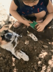 搞笑GIF：这狗子是怎么活下来的？