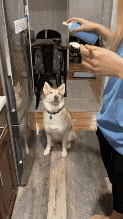 搞笑GIF：这狗子是怎么活下来的？