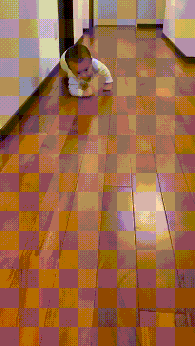 搞笑GIF：这狗子是怎么活下来的？