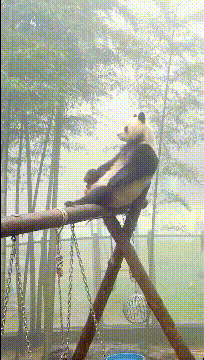 笑晕的GIF：这小子，平时没少跟着他爸一起看啊！