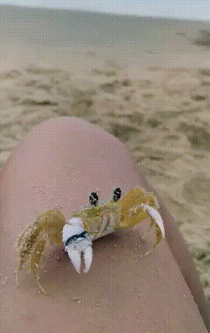 笑晕的GIF：这小子，平时没少跟着他爸一起看啊！