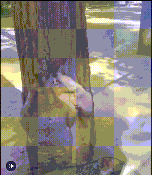 好笑的动态图：狗子一般是怎么吸猫的！