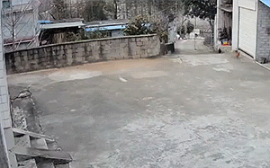 好笑的动态图：狗子一般是怎么吸猫的！