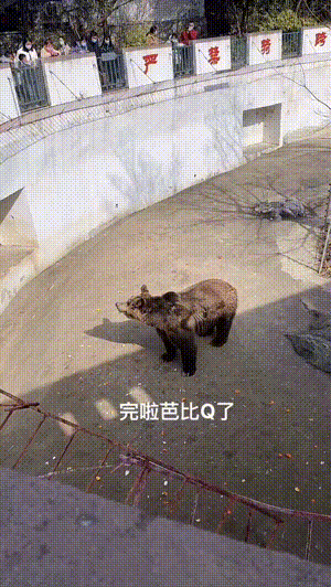 GIF趣图：老婆让我赶紧换房子，我感觉她说的有道理