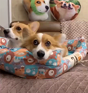 GIF图：蓝线挑战之小猫小狗篇