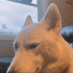 GIF图：蓝线挑战之小猫小狗篇