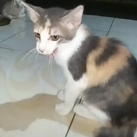 GIF图：蓝线挑战之小猫小狗篇