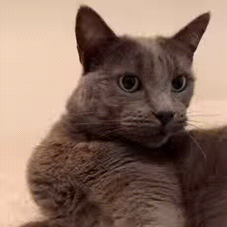 GIF图：蓝线挑战之小猫小狗篇