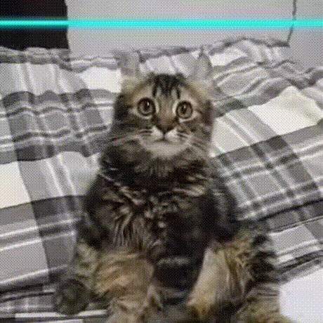GIF图：蓝线挑战之小猫小狗篇