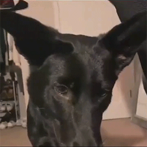 GIF图：蓝线挑战之小猫小狗篇