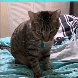 GIF图：蓝线挑战之小猫小狗篇