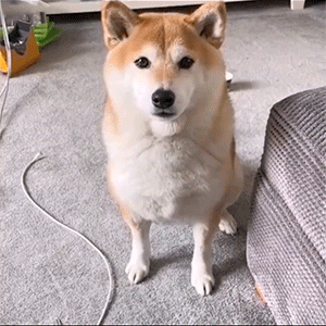 GIF图：蓝线挑战之小猫小狗篇