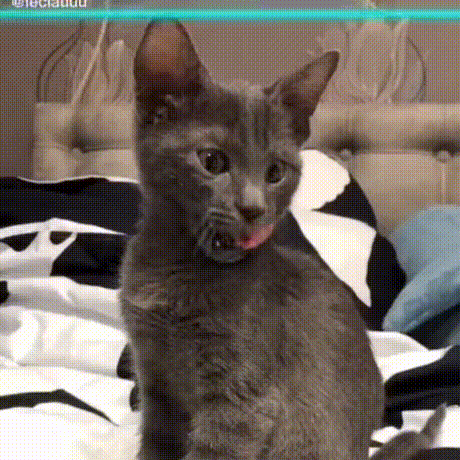 GIF图：蓝线挑战之小猫小狗篇