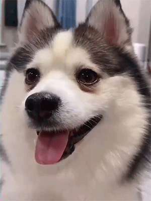 GIF图：蓝线挑战之小猫小狗篇