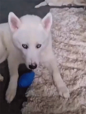 GIF图：蓝线挑战之小猫小狗篇