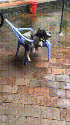 搞笑GIF：冰上遛狗，不小心变成狗溜你