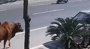 车祸现场图片GIF大全，第二个也太诡异了吧！